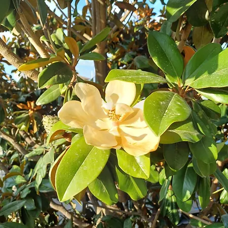 Guest Rusalka * Свети Влас