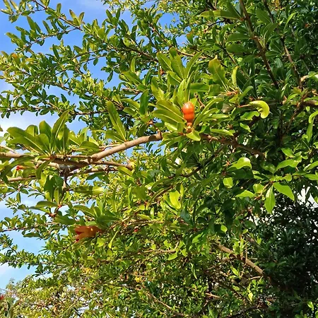 Guest Rusalka Апартамент *