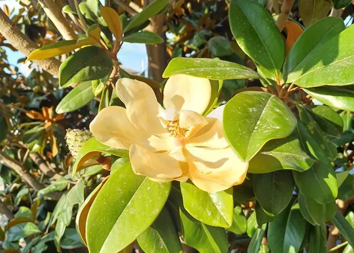 Guest Rusalka * Sveti Vlas