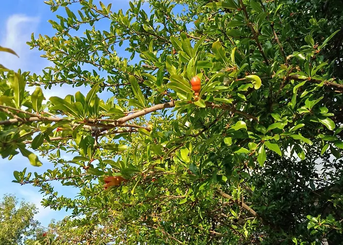 Guest Rusalka Apartamento *